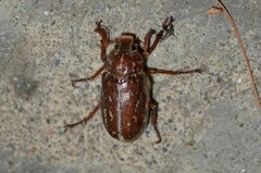 Polyphylla variolosa