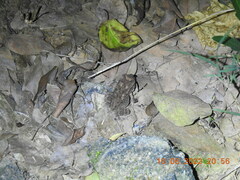 Duttaphrynus melanostictus