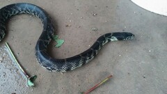 Lampropeltis splendida