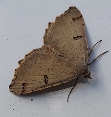 Dissomorphia australiaria