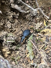 Scaphinotus angusticollis