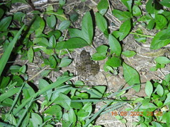 Fejervarya limnocharis