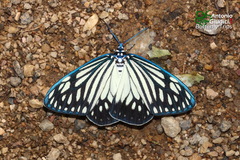 Cyclosia papilionaris