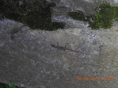 Cnemaspis mysoriensis