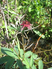 Comarum palustre