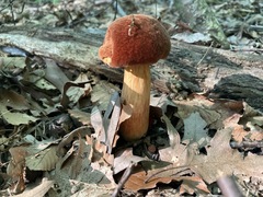 Boletus subvelutipes