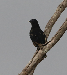 Ptilonorhynchus violaceus