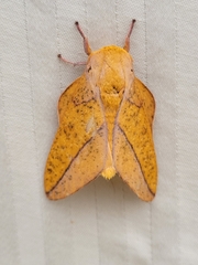 Syssphinx bisecta
