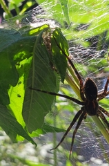 Dolomedes scriptus