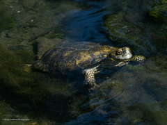 Actinemys marmorata