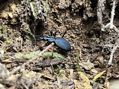 Scaphinotus angusticollis