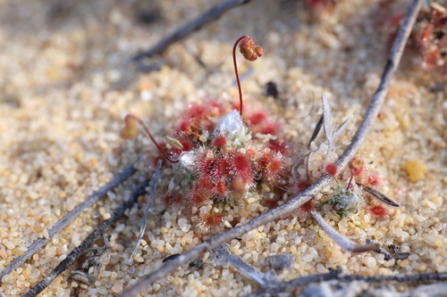 Drosera rechingeri (Drosera rechingeri)
