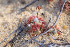 Drosera rechingeri