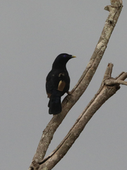 Ptilonorhynchus violaceus