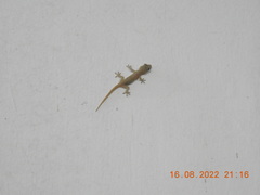 Hemidactylus frenatus