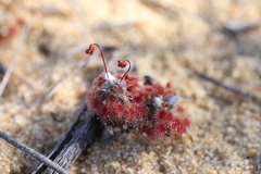Drosera rechingeri