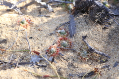 Drosera rechingeri