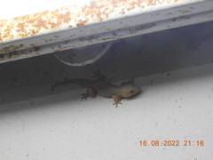 Hemidactylus flaviviridis