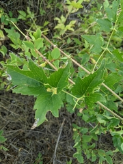 Clematis ligusticifolia