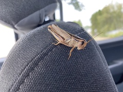 Melanoplus bivittatus