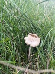 Marasmius oreades