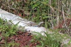 Aspidoscelis gularis