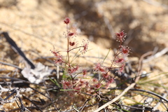Drosera humilis