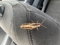 Melanoplus bivittatus