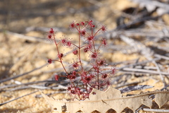 Drosera humilis