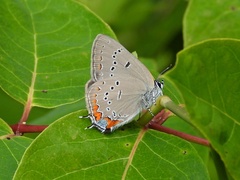 Satyrium acadica