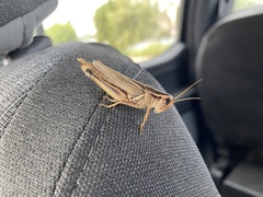 Melanoplus bivittatus