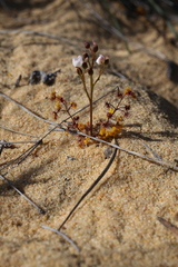 Drosera humilis