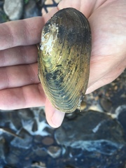 Utterbackiana implicata