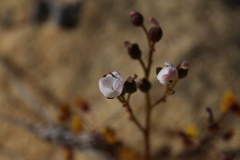 Drosera humilis