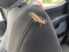 Melanoplus bivittatus