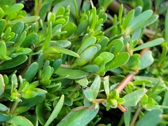 Portulaca oleracea