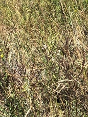 Schoenoplectus tabernaemontani