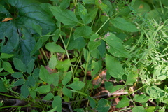 Selineae