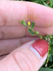 Bidens discoidea