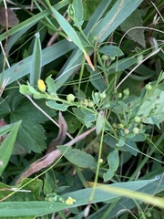 Bidens discoidea