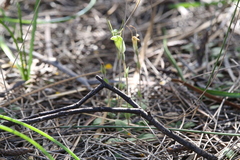 Pterostylis setulosa