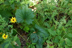 Arnoglossum