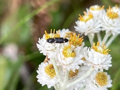 Elateridae