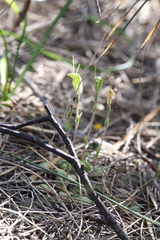 Pterostylis setulosa