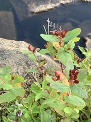 Hypericum fraseri