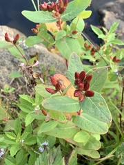 Hypericum fraseri