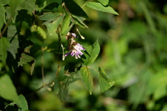 Synchytrium decipiens