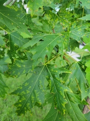 Eriophyes aceris