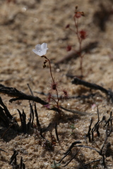 Drosera radicans