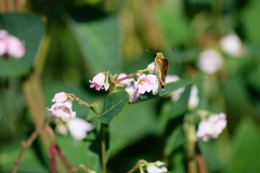 Ochlodes sylvanoides